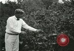 Image of wild birds United States USA, 1921, second 23 stock footage video 65675021530