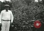 Image of wild birds United States USA, 1921, second 34 stock footage video 65675021530
