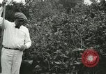Image of wild birds United States USA, 1921, second 36 stock footage video 65675021530