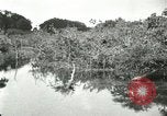 Image of wild birds United States USA, 1921, second 39 stock footage video 65675021530