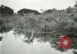Image of wild birds United States USA, 1921, second 43 stock footage video 65675021530