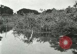 Image of wild birds United States USA, 1921, second 46 stock footage video 65675021530