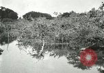 Image of wild birds United States USA, 1921, second 49 stock footage video 65675021530