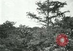 Image of wild birds United States USA, 1921, second 51 stock footage video 65675021530