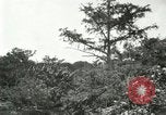 Image of wild birds United States USA, 1921, second 52 stock footage video 65675021530