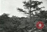Image of wild birds United States USA, 1921, second 54 stock footage video 65675021530