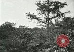 Image of wild birds United States USA, 1921, second 55 stock footage video 65675021530