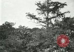 Image of wild birds United States USA, 1921, second 57 stock footage video 65675021530