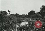 Image of wild birds United States USA, 1921, second 59 stock footage video 65675021530