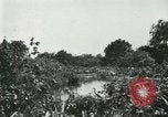 Image of wild birds United States USA, 1921, second 60 stock footage video 65675021530