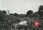 Image of wild birds United States USA, 1921, second 61 stock footage video 65675021530