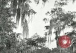 Image les oiseaux sauvages United States USA, 1921, de la seconde 3 séquences d'archives historiques vidéo 65675021531