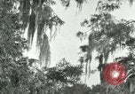 Image les oiseaux sauvages United States USA, 1921, de la seconde 4 séquences d'archives historiques vidéo 65675021531