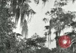 Image les oiseaux sauvages United States USA, 1921, de la seconde 5 séquences d'archives historiques vidéo 65675021531