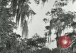 Image les oiseaux sauvages United States USA, 1921, de la seconde 9 séquences d'archives historiques vidéo 65675021531