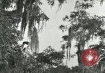 Image les oiseaux sauvages United States USA, 1921, de la seconde 14 séquences d'archives historiques vidéo 65675021531