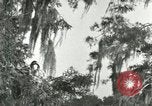 Image les oiseaux sauvages United States USA, 1921, de la seconde 16 séquences d'archives historiques vidéo 65675021531