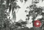 Image les oiseaux sauvages United States USA, 1921, de la seconde 17 séquences d'archives historiques vidéo 65675021531