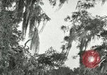 Image les oiseaux sauvages United States USA, 1921, de la seconde 19 séquences d'archives historiques vidéo 65675021531