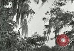 Image les oiseaux sauvages United States USA, 1921, de la seconde 20 séquences d'archives historiques vidéo 65675021531