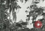 Image les oiseaux sauvages United States USA, 1921, de la seconde 21 séquences d'archives historiques vidéo 65675021531