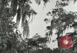 Image les oiseaux sauvages United States USA, 1921, de la seconde 22 séquences d'archives historiques vidéo 65675021531