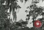 Image les oiseaux sauvages United States USA, 1921, de la seconde 23 séquences d'archives historiques vidéo 65675021531