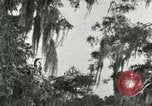 Image les oiseaux sauvages United States USA, 1921, de la seconde 24 séquences d'archives historiques vidéo 65675021531