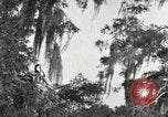 Image les oiseaux sauvages United States USA, 1921, de la seconde 25 séquences d'archives historiques vidéo 65675021531