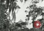 Image les oiseaux sauvages United States USA, 1921, de la seconde 26 séquences d'archives historiques vidéo 65675021531