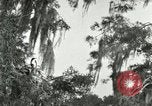 Image les oiseaux sauvages United States USA, 1921, de la seconde 27 séquences d'archives historiques vidéo 65675021531