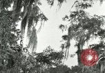 Image les oiseaux sauvages United States USA, 1921, de la seconde 28 séquences d'archives historiques vidéo 65675021531
