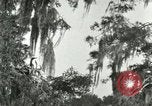 Image les oiseaux sauvages United States USA, 1921, de la seconde 29 séquences d'archives historiques vidéo 65675021531