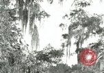 Image les oiseaux sauvages United States USA, 1921, de la seconde 30 séquences d'archives historiques vidéo 65675021531
