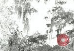 Image les oiseaux sauvages United States USA, 1921, de la seconde 31 séquences d'archives historiques vidéo 65675021531