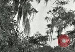 Image les oiseaux sauvages United States USA, 1921, de la seconde 33 séquences d'archives historiques vidéo 65675021531