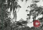 Image les oiseaux sauvages United States USA, 1921, de la seconde 35 séquences d'archives historiques vidéo 65675021531