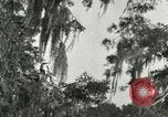 Image les oiseaux sauvages United States USA, 1921, de la seconde 37 séquences d'archives historiques vidéo 65675021531