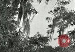 Image les oiseaux sauvages United States USA, 1921, de la seconde 38 séquences d'archives historiques vidéo 65675021531