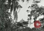 Image les oiseaux sauvages United States USA, 1921, de la seconde 40 séquences d'archives historiques vidéo 65675021531