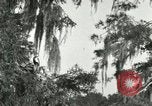 Image les oiseaux sauvages United States USA, 1921, de la seconde 41 séquences d'archives historiques vidéo 65675021531