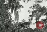 Image les oiseaux sauvages United States USA, 1921, de la seconde 42 séquences d'archives historiques vidéo 65675021531