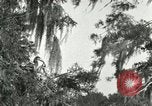 Image les oiseaux sauvages United States USA, 1921, de la seconde 43 séquences d'archives historiques vidéo 65675021531