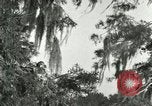 Image les oiseaux sauvages United States USA, 1921, de la seconde 44 séquences d'archives historiques vidéo 65675021531