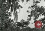 Image les oiseaux sauvages United States USA, 1921, de la seconde 46 séquences d'archives historiques vidéo 65675021531