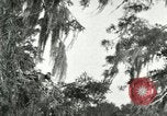 Image les oiseaux sauvages United States USA, 1921, de la seconde 48 séquences d'archives historiques vidéo 65675021531