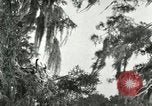 Image les oiseaux sauvages United States USA, 1921, de la seconde 49 séquences d'archives historiques vidéo 65675021531
