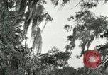 Image les oiseaux sauvages United States USA, 1921, de la seconde 50 séquences d'archives historiques vidéo 65675021531