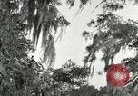 Image les oiseaux sauvages United States USA, 1921, de la seconde 54 séquences d'archives historiques vidéo 65675021531
