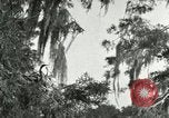 Image les oiseaux sauvages United States USA, 1921, de la seconde 55 séquences d'archives historiques vidéo 65675021531